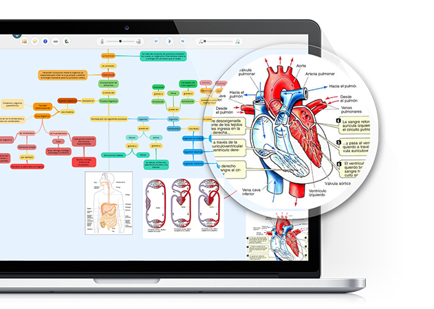 Mapas Mentales – GoConqr